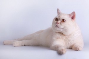 Затушеванный камео окрас британских кошек. Фото окрас камео британских кошек, котов, котят. Затушеванный камео окрас: стандарт окраса.  